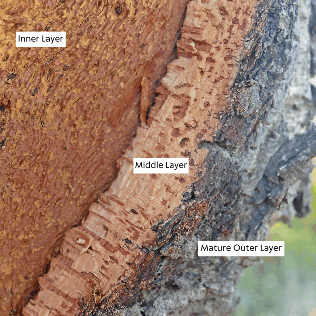 Bark+layers