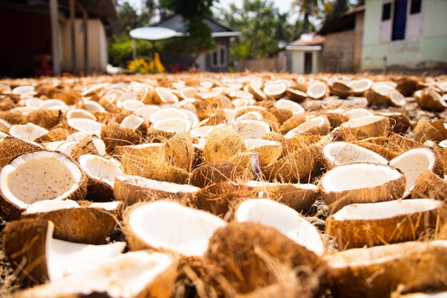 Piles coconuts dried sun be made into copra this copra will be processed into products 762414 879
